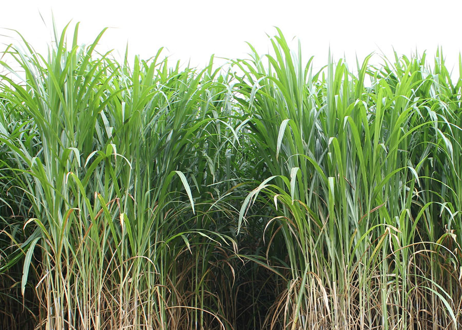 BRS Capiaçu ganha espaço na geração de energia no agro