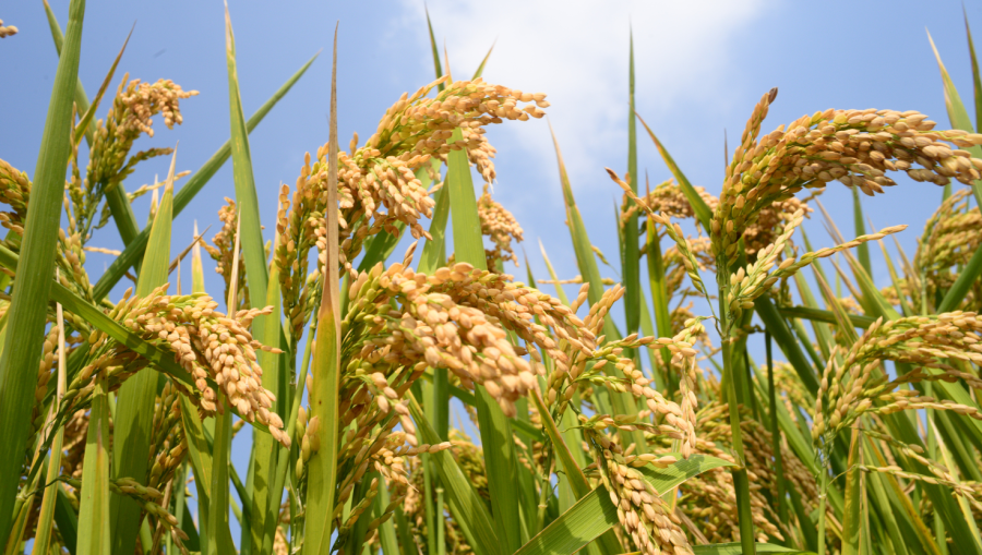 Exportações de arroz crescem no 1º semestre de 2025
