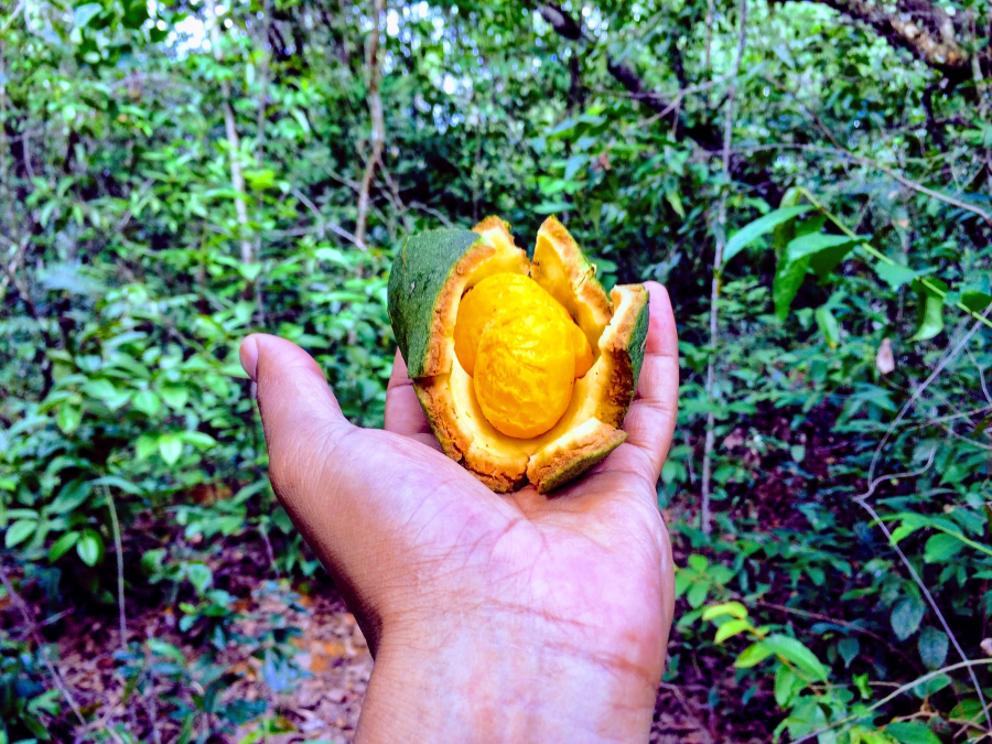 Bio2Me aposta na castanha do pequi como superalimento